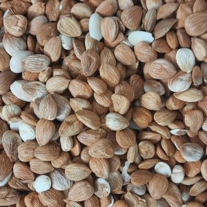 مغز هسته زردآلو شیرین (بدون تلخی) درجه یک